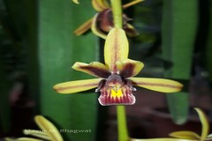 Cymbidium aloifolium